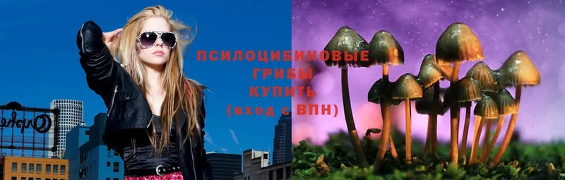 Галлюциногенные грибы Psilocybe  Новошахтинск 